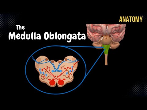 Unlocking the Secrets of the Medulla Oblongata’s Role