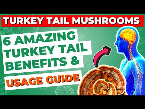 5 Immune-Boosting Perks of Turkey Tail Mushroom