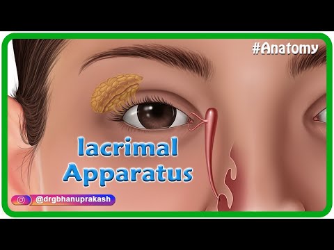 Understanding Your Lacrimal Gland: Anatomy and Health Insights post thumbnail image