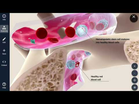 Understanding the Origins of Stem Cells in Medical Treatments