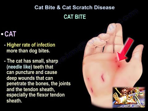 Understanding Cat Bites: Risks of Infection You Should Know