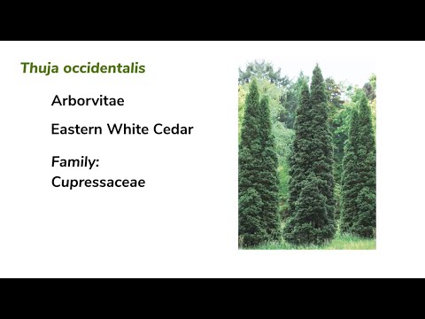 Thuja: Benefits, Risks, and Key Insights You Should Know