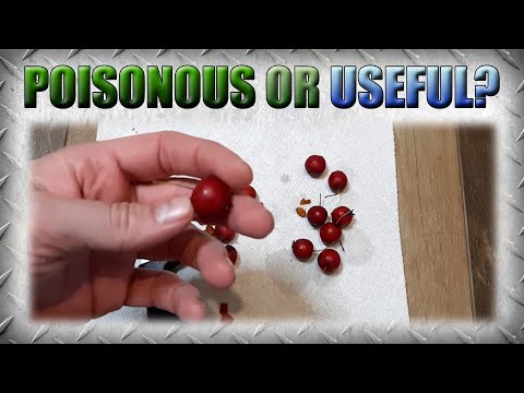 Can You Enjoy Crab Apples in Your Recipes?