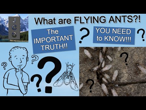 Fascinating Facts About the Flying Ant You Shouldn’t Miss post thumbnail image