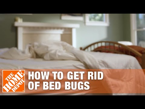 Effective Methods for Treating Bedbug Infestations