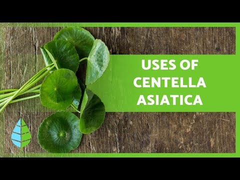Understanding Gotu Kola: Benefits, Risks, and Health Insights