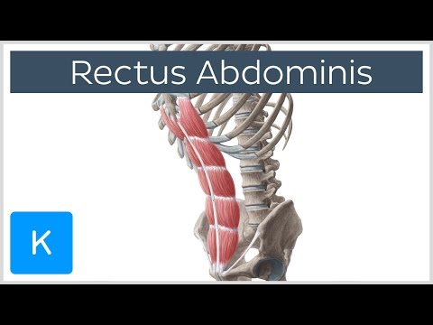 Understanding the Rectus Abdominis: Anatomy and Function post thumbnail image