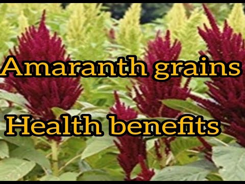 Understanding Amaranth: Benefits, Risks, and Nutritional Impact