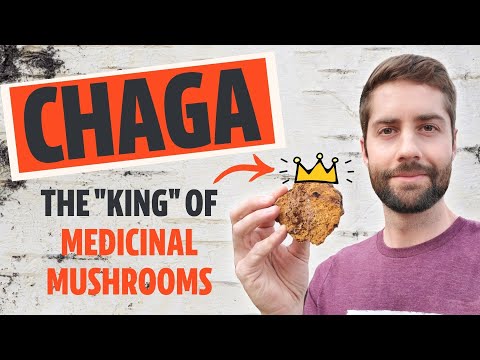 Chaga Mushroom: Benefits, Uses, and What to Watch For