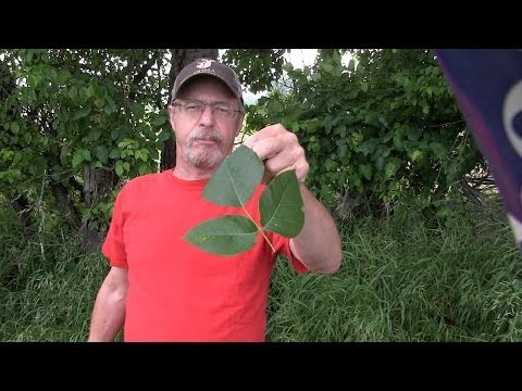 Understanding Allergies to Poison Ivy, Oak, and Sumac