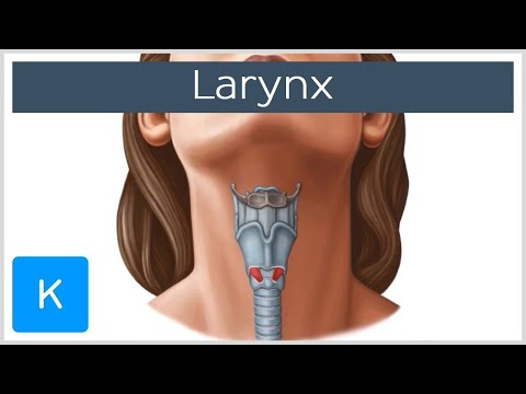 Understanding Arytenoid Cartilage: Anatomy and Function post thumbnail image