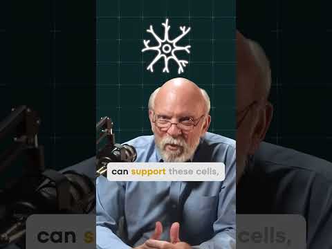 Glial Cells: The Brain's Unsung Heroes and Their Roles