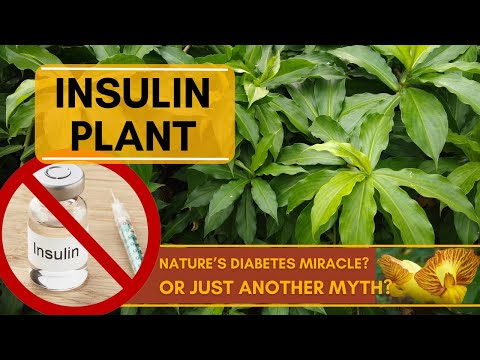 Costus Igneus: What to Know About Its Side Effects for Diabetes post thumbnail image