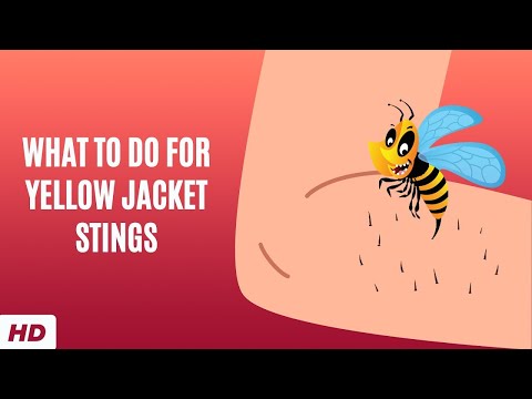 Essential Care Steps for Yellow Jacket Sting Relief