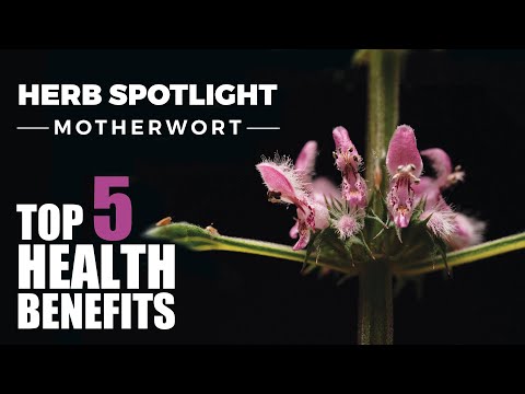Understanding Motherwort: Benefits, Risks, and Dosage Insights