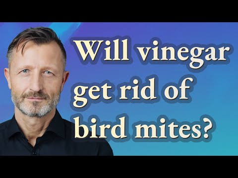 Bird Mites: Signs, Symptoms, and Solutions for Relief post thumbnail image