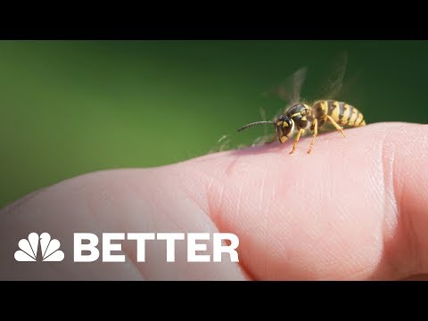 Effective Bee Sting Home Remedies That Really Work