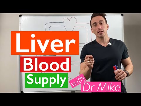 Understanding Hepatic Veins: Their Role in Liver Health