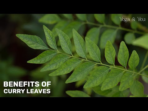 Unlocking the 9 Surprising Benefits of Curry Leaves