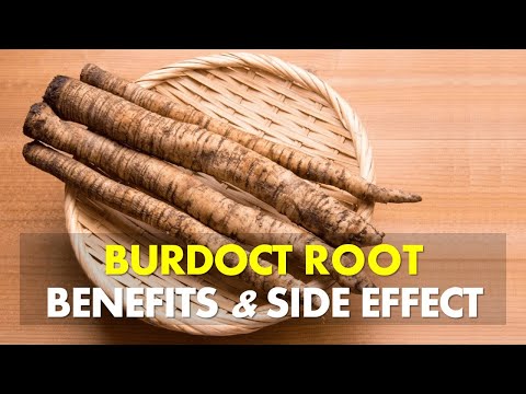 Burdock Benefits and Risks: What You Should Know post thumbnail image