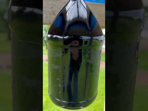 Horseflies Unmasked: What You Should Know Now