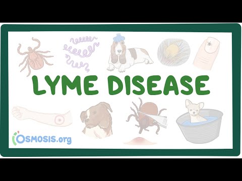 Understanding Lyme Disease: Symptoms, Care, and Safety Measures