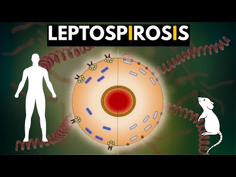 Leptospirosis: Understanding Causes, Symptoms, and Prevention post thumbnail image