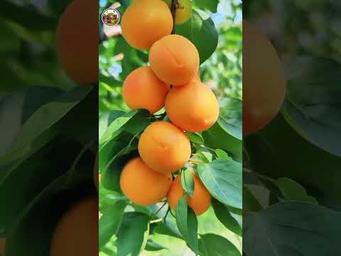 Wonders of Nature: Bizarre Fruits from Every Corner