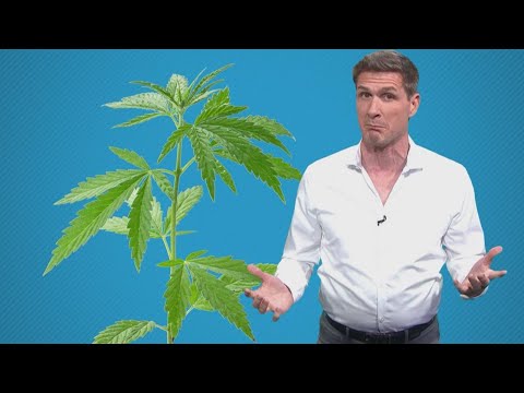 Can CBD Affect Your Drug Test Results? What You Need to Know