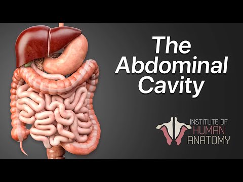 Understanding Abdominal Organs: Anatomy, Functions, and Care