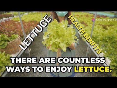 Discover the Health Benefits of Lettuce for Better Wellness