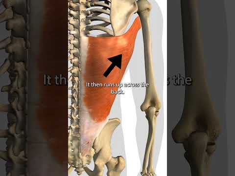 Understanding Latissimus Dorsi Pain: Causes and Care Tips