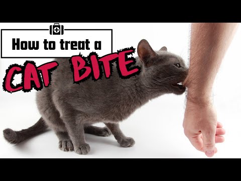 Caring for Cat Bites and Scratches: Essential Treatment Tips