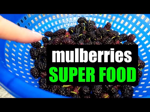 White Mulberry: Benefits, Uses, and Safety Concerns