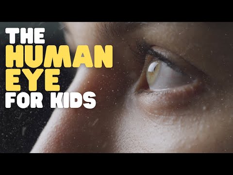 The Fascinating Role of Pupils in Our Vision post thumbnail image