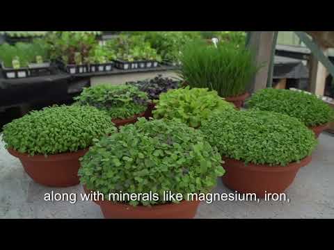 Microgreens: Boost Your Health and Grow Your Own Greens