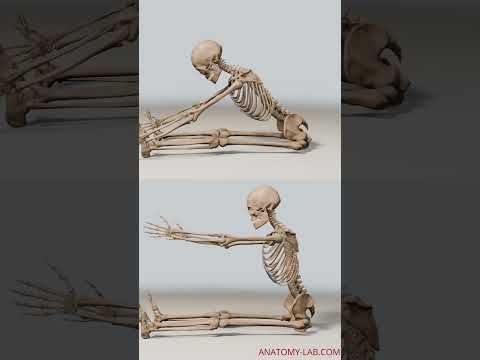 Unlock Wellness: 6 Key Benefits of Flexibility and Stretches