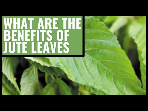 Exploring the Health Benefits and Risks of Jute Leaves