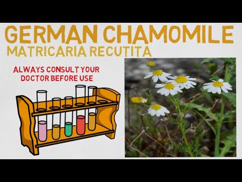 Understanding German Chamomile: Benefits and Side Effects