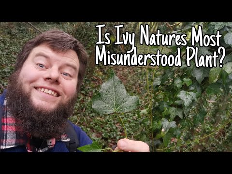 Understanding English Ivy: Uses, Side Effects, and Health Impact