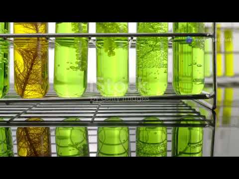 The Future of Food: Can Algae Become Your Next Crop?