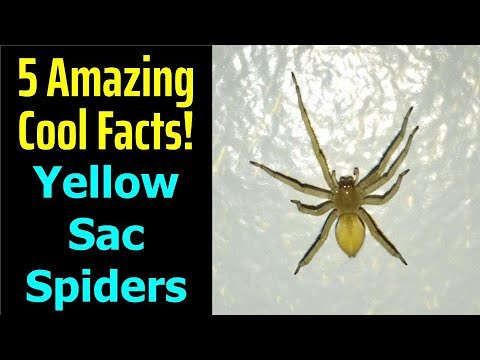Yellow Sac Spiders: Fascinating Facts and Key Insights