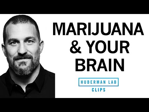 Understanding the Sensations of Being High on Marijuana