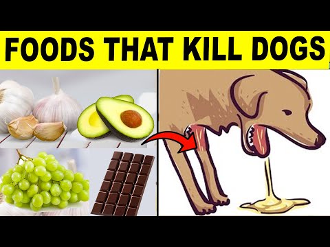7 Common Human Foods That Can Be Fatal for Your Dog post thumbnail image