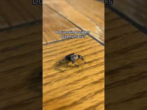 What You Should Know About Jumping Spider Bites