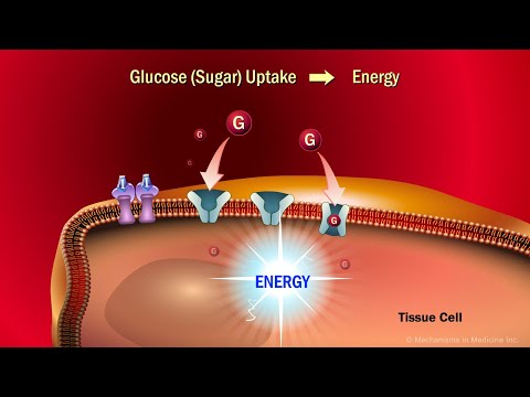 Understanding How Insulin Regulates Your Body's Health