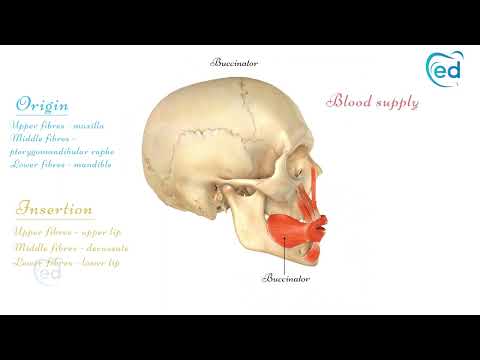Understanding the Buccinator: Anatomy and Its Role in Health