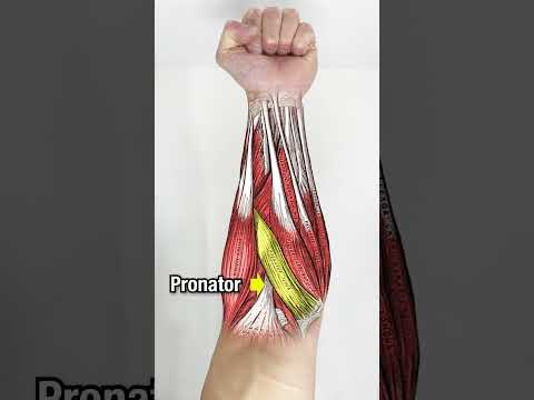 Strengthening Your Forearms: Anatomy and Key Exercises