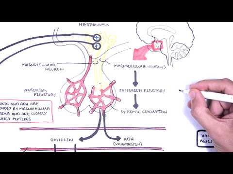 Understanding the Role of the Posterior Pituitary in Health