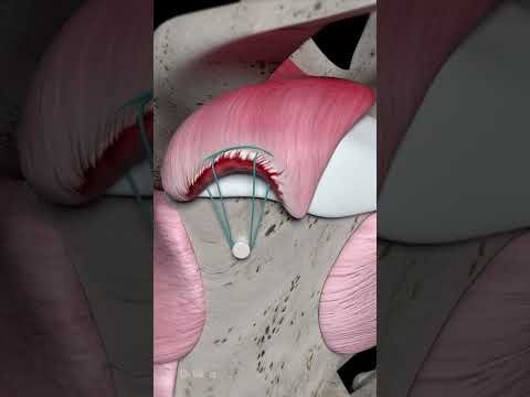 Understanding Shoulder Arthroscopy: Types and Risks Explained post thumbnail image